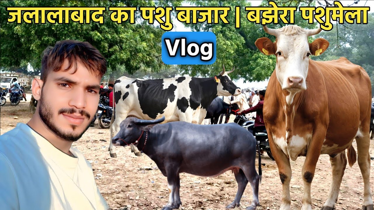 जलालाबाद का पशु बाजार | बझेरा पशुमेला #viral 