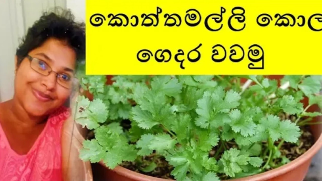 කොත්තමල්ලි කොල ගෙදරම වවමු ~ Shra Raji ~ 💛 How to grow Coriander leaves