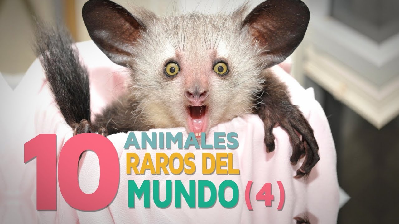 10 Animales raros del mundo | Fascinantes y curiosos 4 🦋