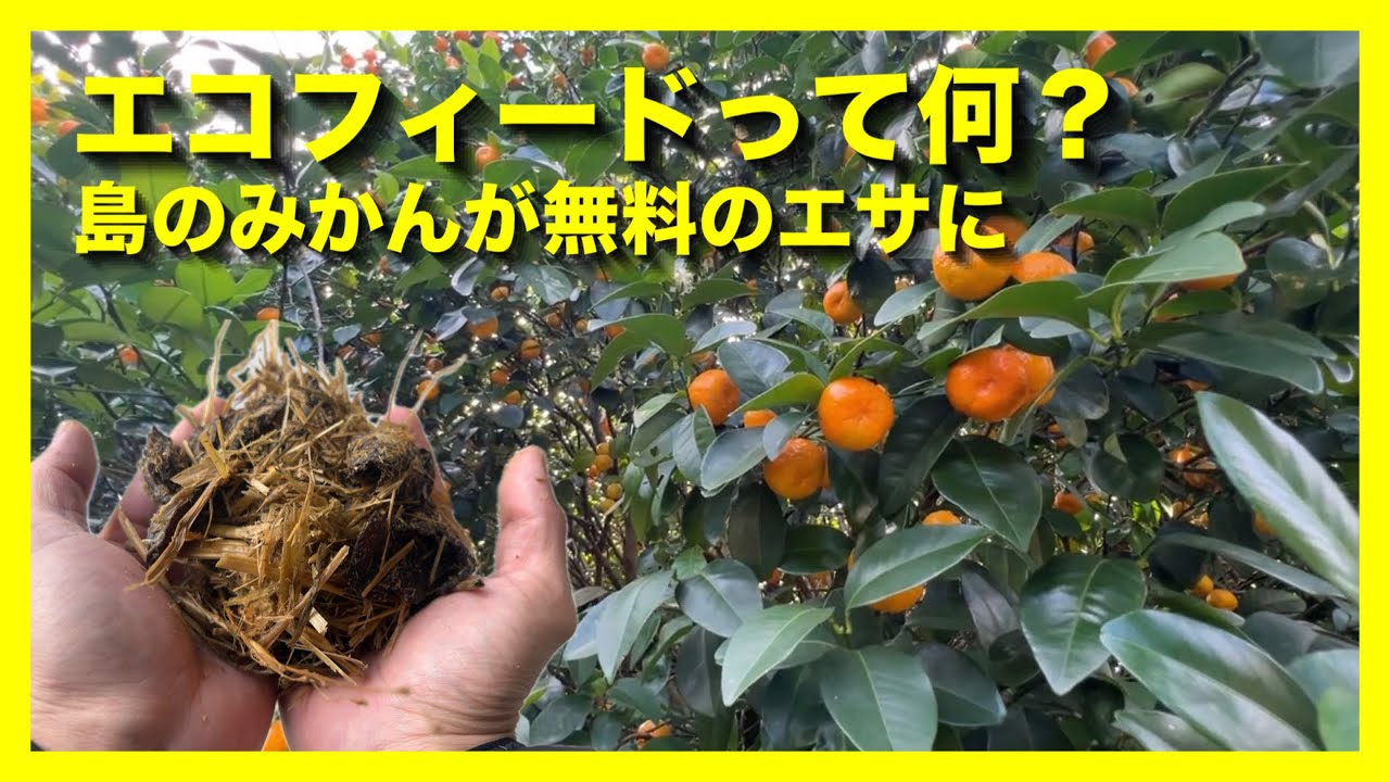 【エコフィードとは？】沖永良部島に自生するミカンで環境に優しいエサ作り