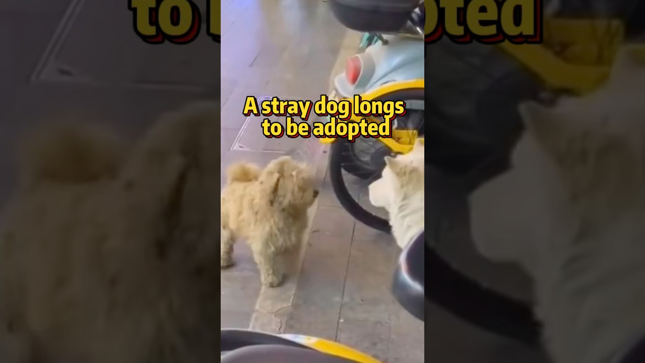 A stray dog longs to be adopted 
