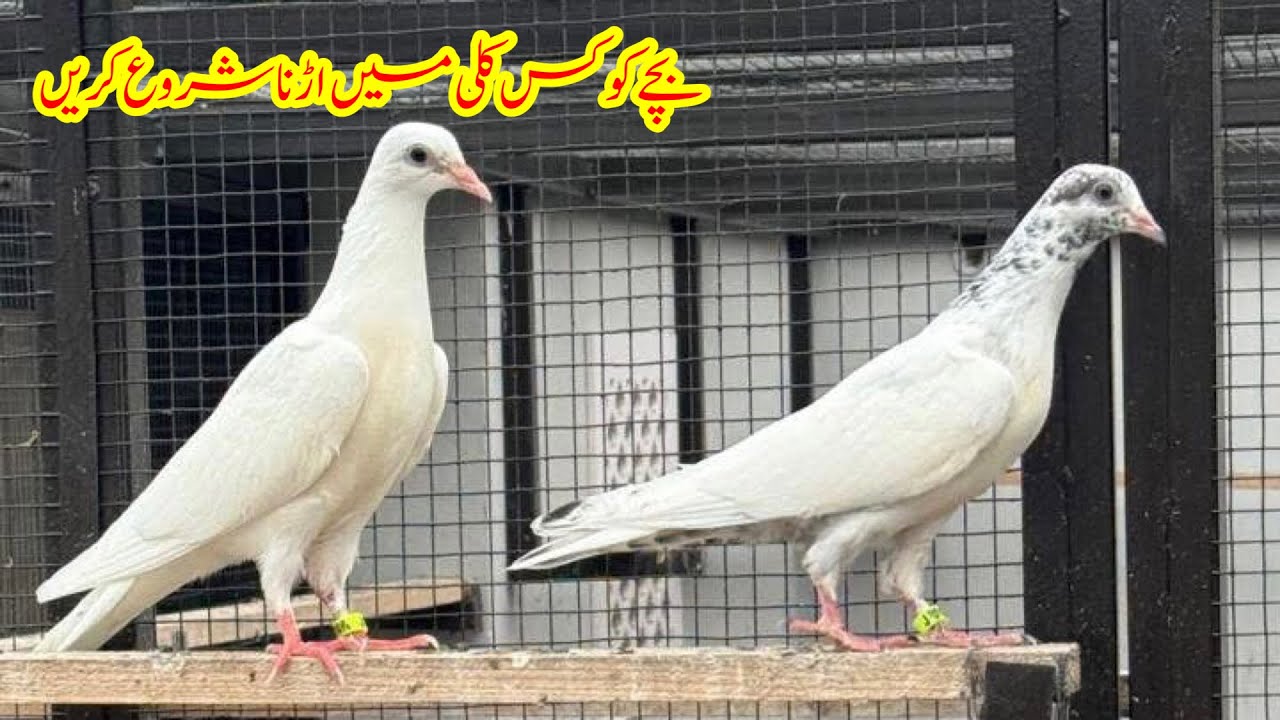 Kabootar K Bache Ko Kis Kali Main Udena Chaiye || Afzaal Pigeons