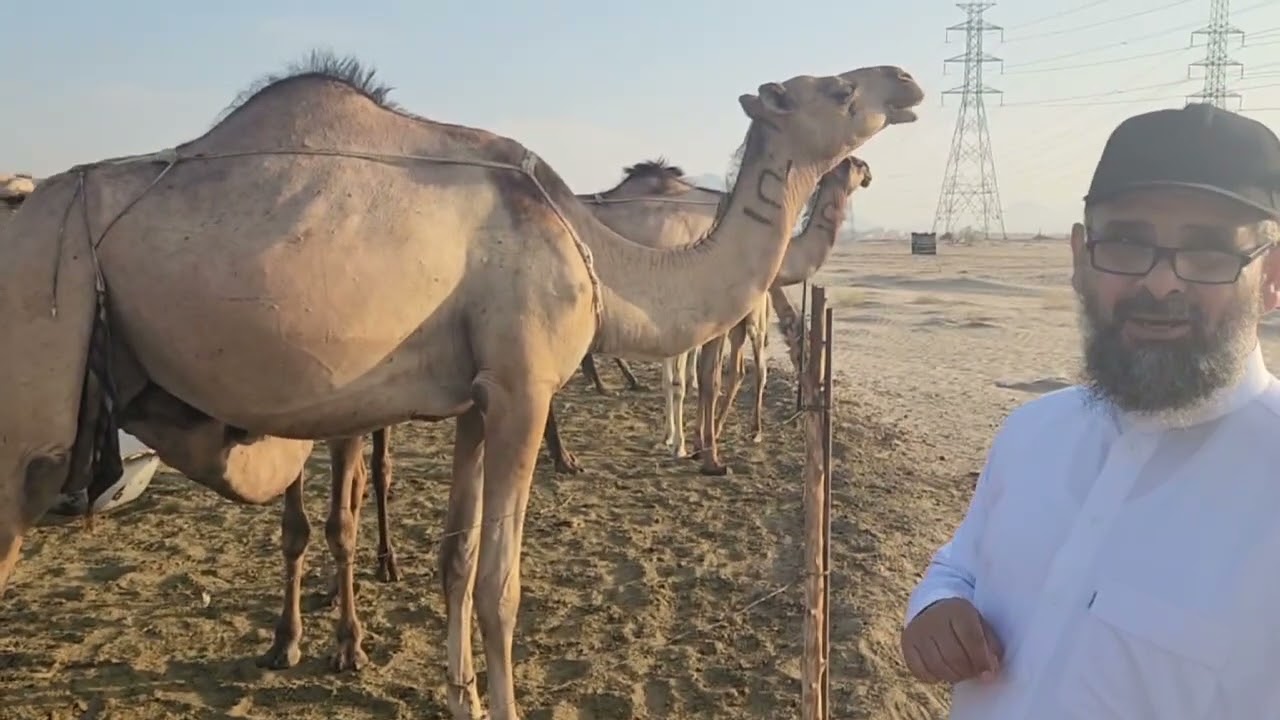 🐪| الجمال من الأنعام كالجبال من الأرض