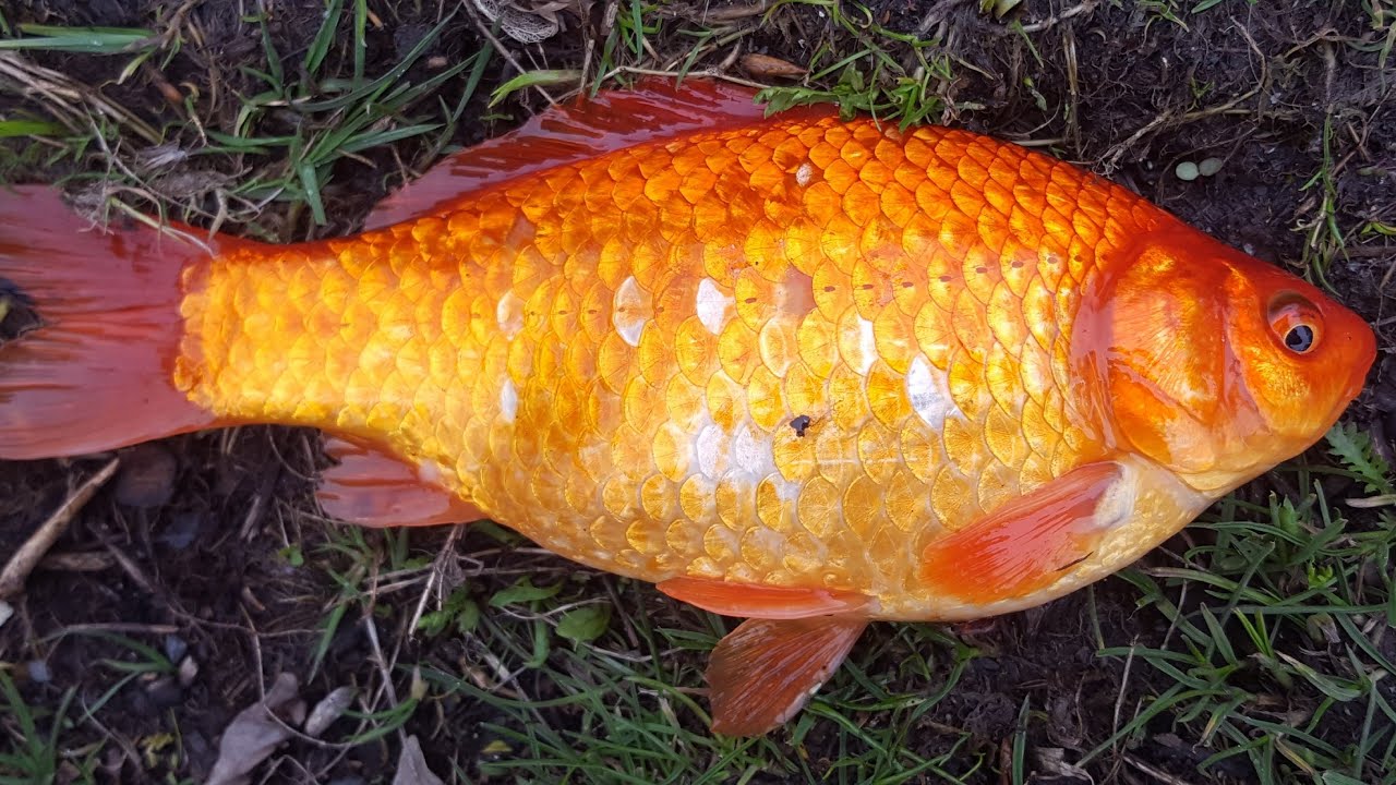 Species Hunt Update March 2021