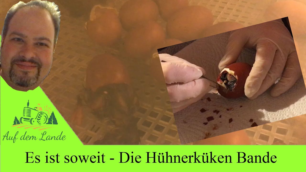 Küken beim schlüpfen zusehen Zeitraffer 🐣 Hühnerküken 🐤🐥Küken aus dem Ei helfen / Inkubator 56