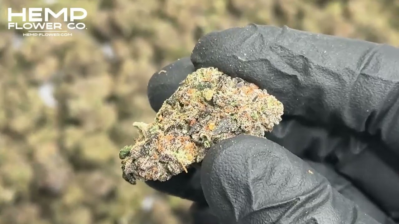 Dark Jokerz Indoor THCa Flower by Hemp-Flower.com