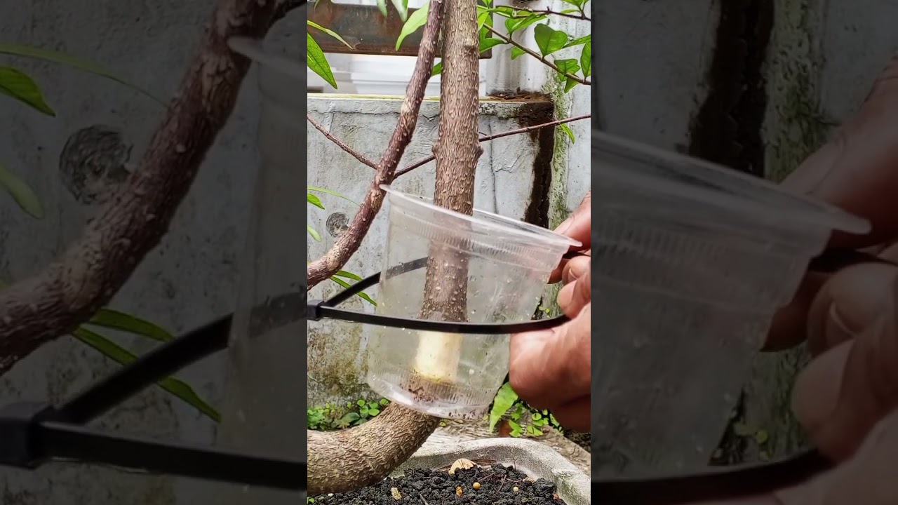 Air layering simple cultivation method 