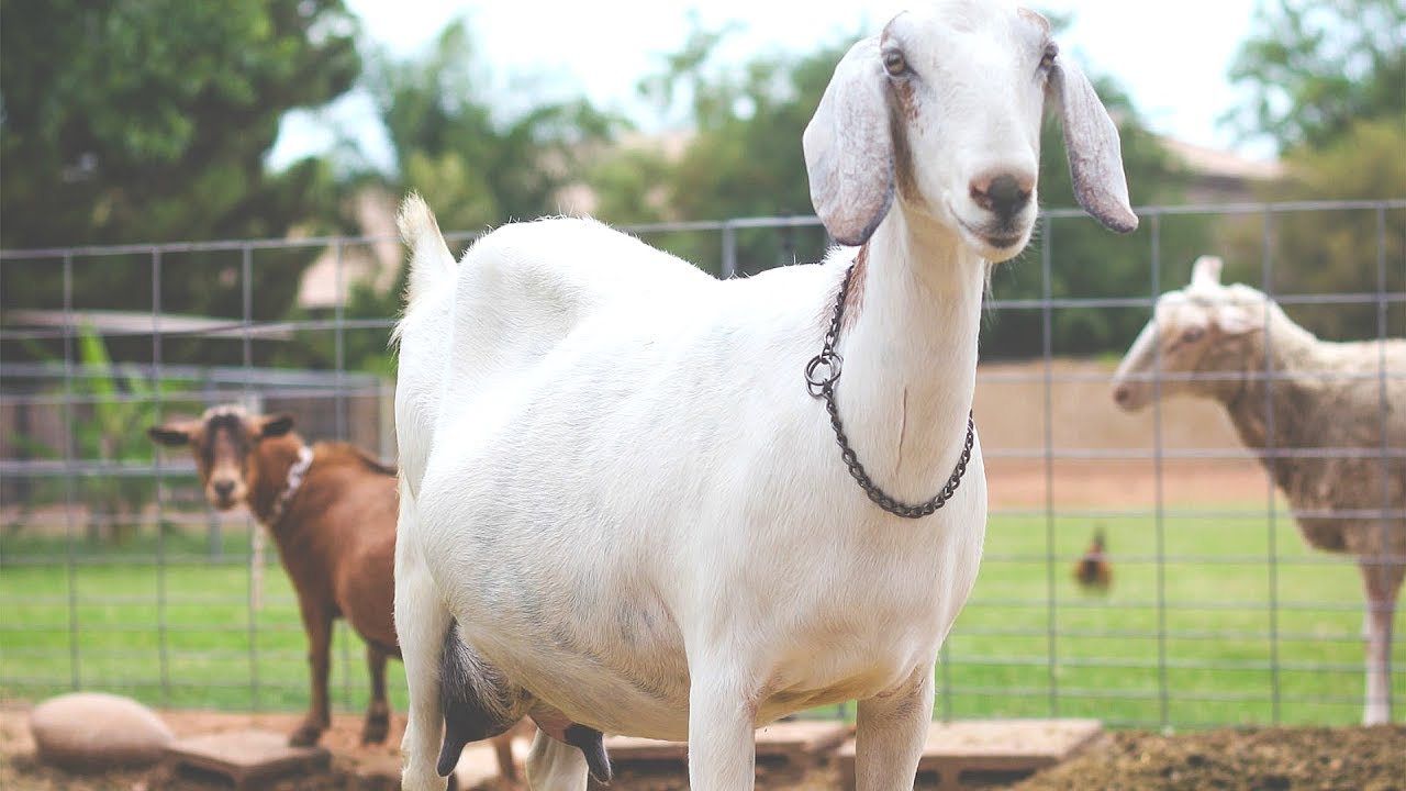 How to feed Milking Goats a 100% GRASS-FED DIET