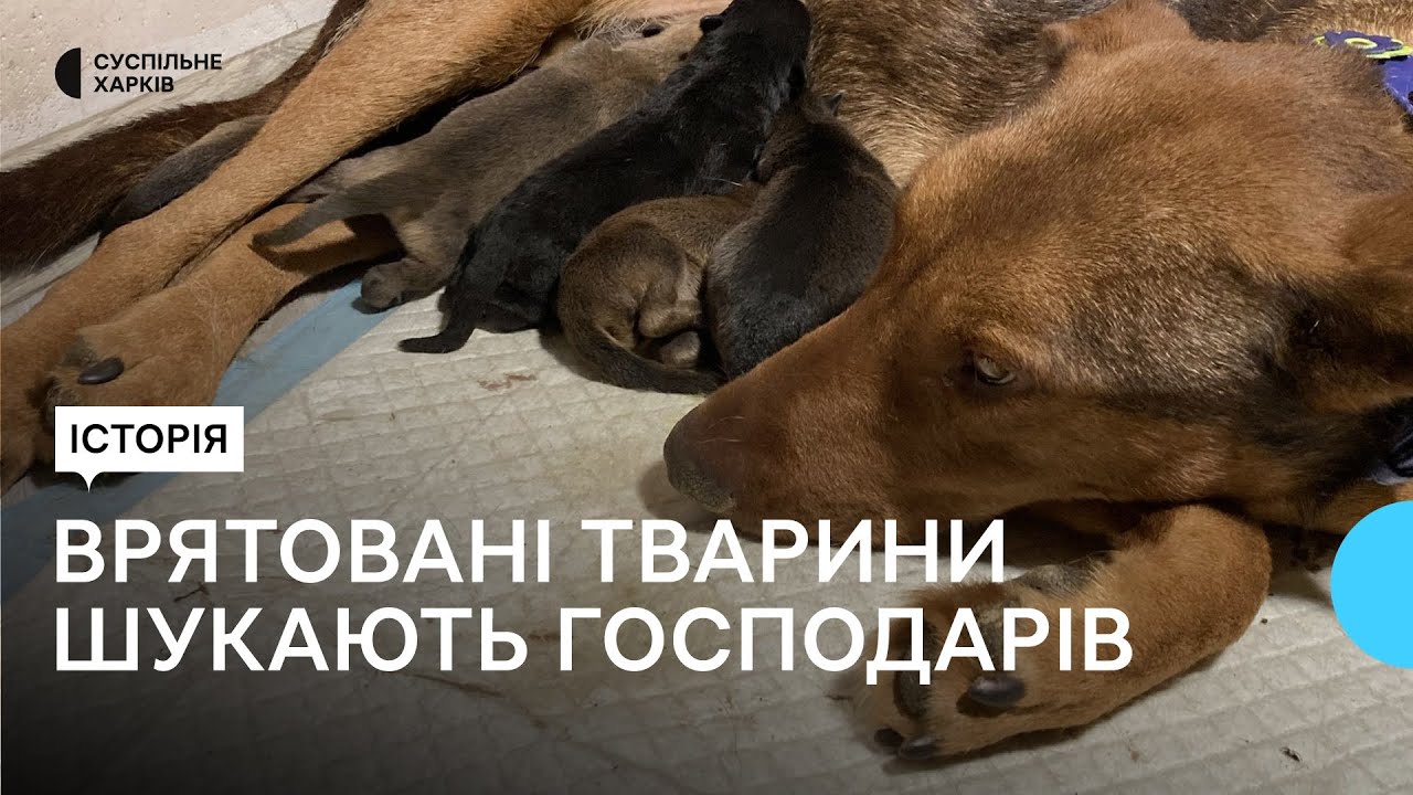 Каштанка і шестеро цуценят з Північної Салтівки шукають перетримку