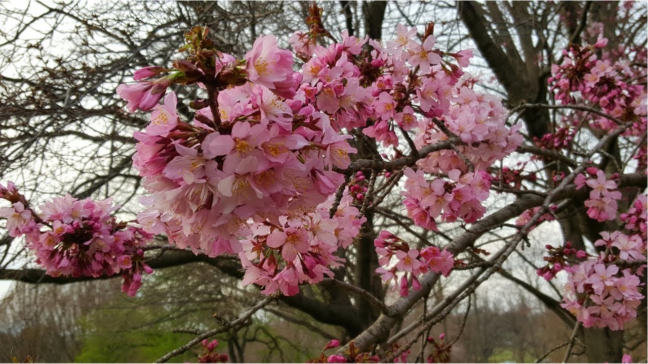 Shofuso Japanese House & Garden | Fairmount Park Philadelphia