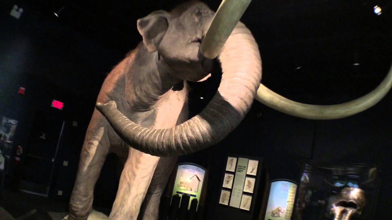 VIDEO: Mammoths & Mastadons @GoCMNH