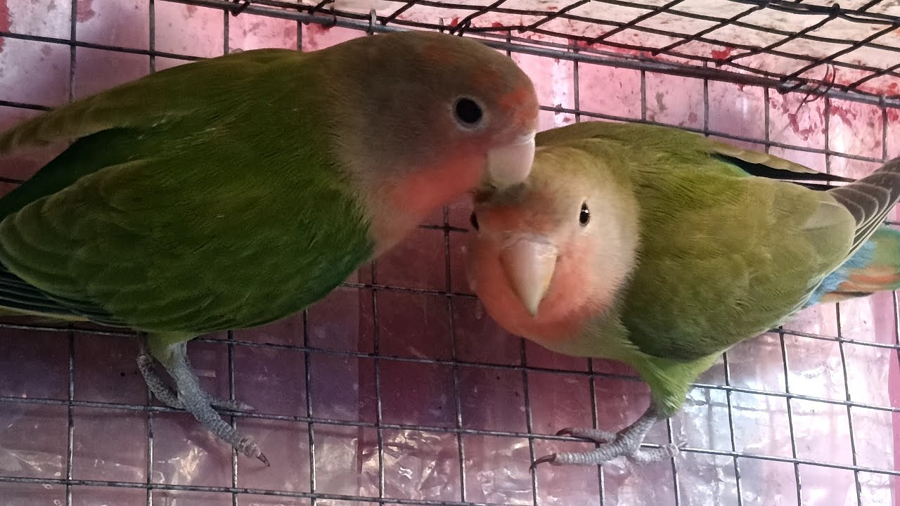 Welcome To Abir Budgies Colony Live Frends watch colourful Budgies and love bird #birds #lovebirds 