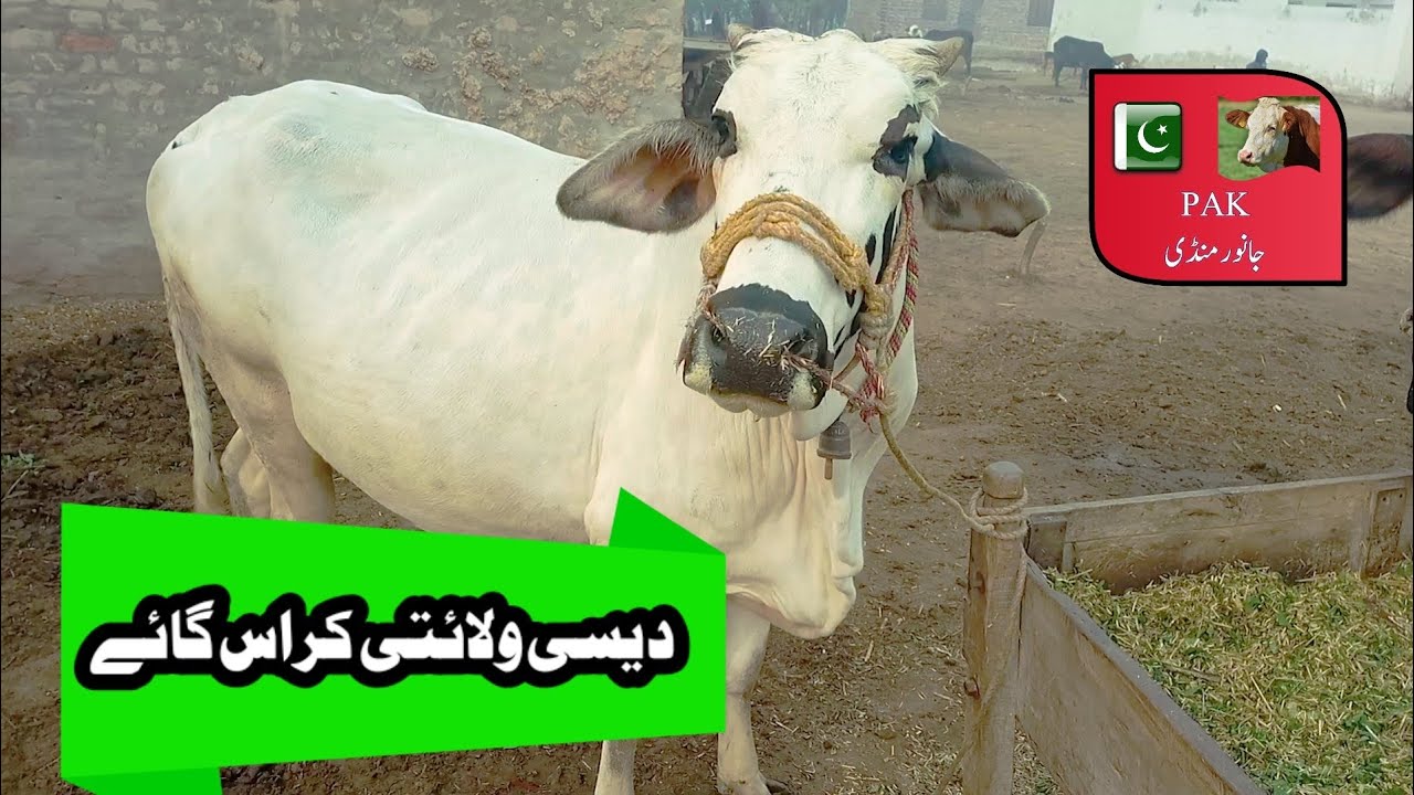 Desi Walaiti cross cow for sale | Desi Walaiti cross Gaye sale ke liye