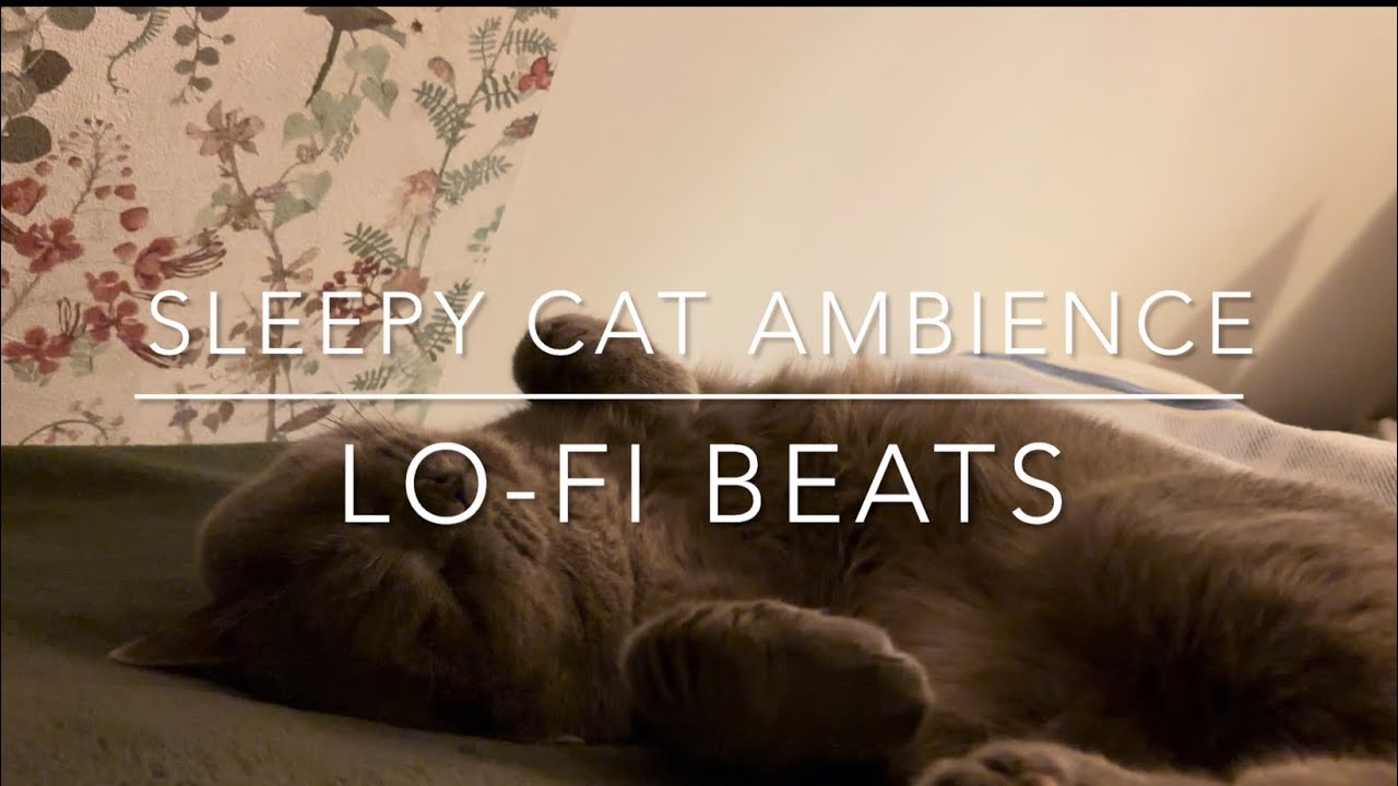 🐈‍⬛  Study while my cat sleeps next to you | chill Lo-fi beats 🎧 | piano and cricket sound 🎹 🦗 |