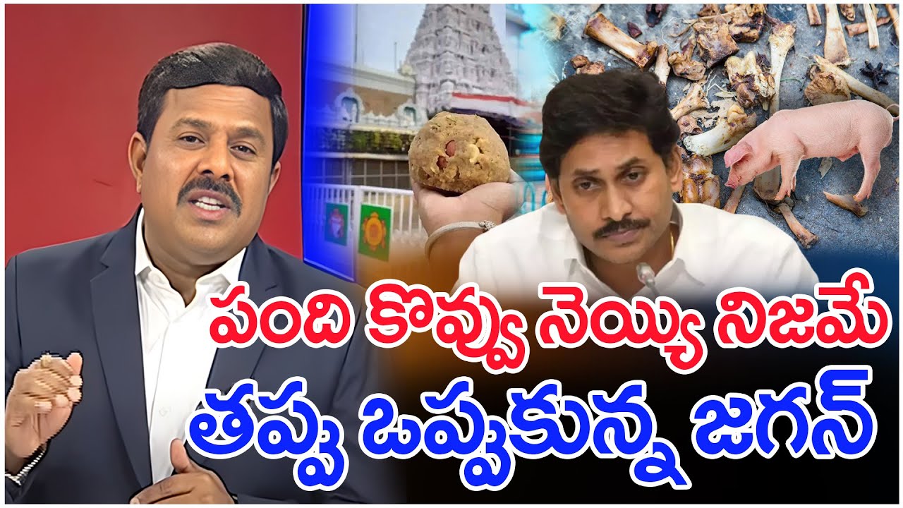 పంది కొవ్వు నెయ్యి నిజమే ...తప్పు ఒప్పుకున్న జగన్ | Mahaa Vamsi Analysis On Tirumala Laddu