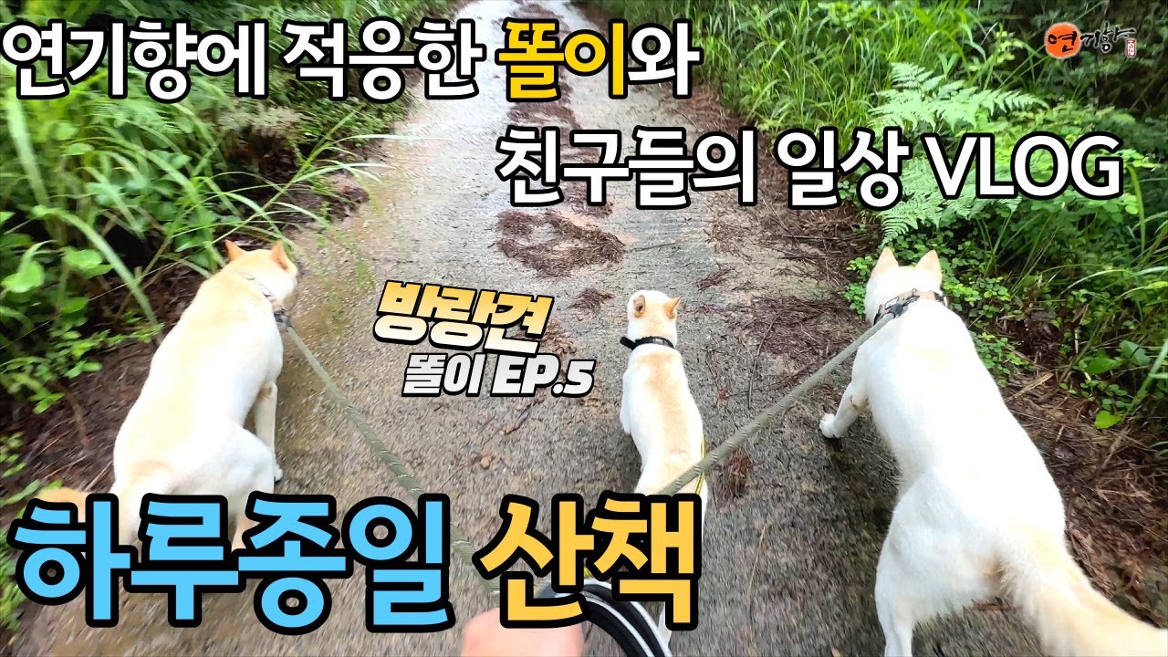이제 가족이 된 똘이와 친구들의 하루 VLOG  (방랑견 똘이 EP.5)