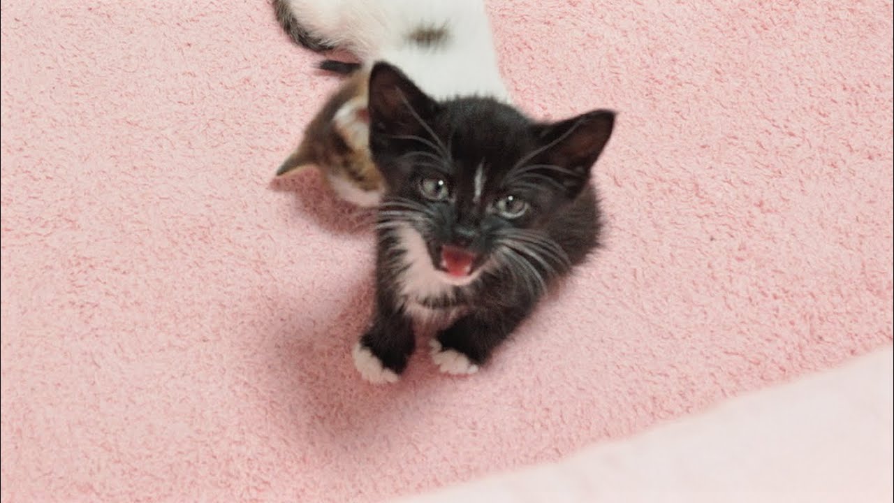 Two Smart Kittens Want To Talk With Humans!