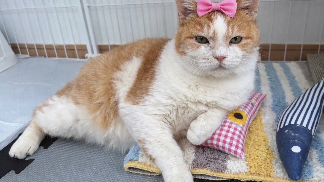 栗男 美しくなりたい