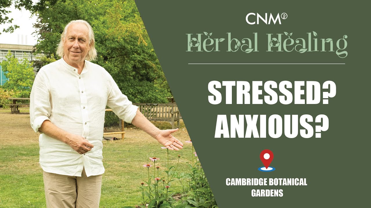 The Best Herbs for Stress and Anxiety