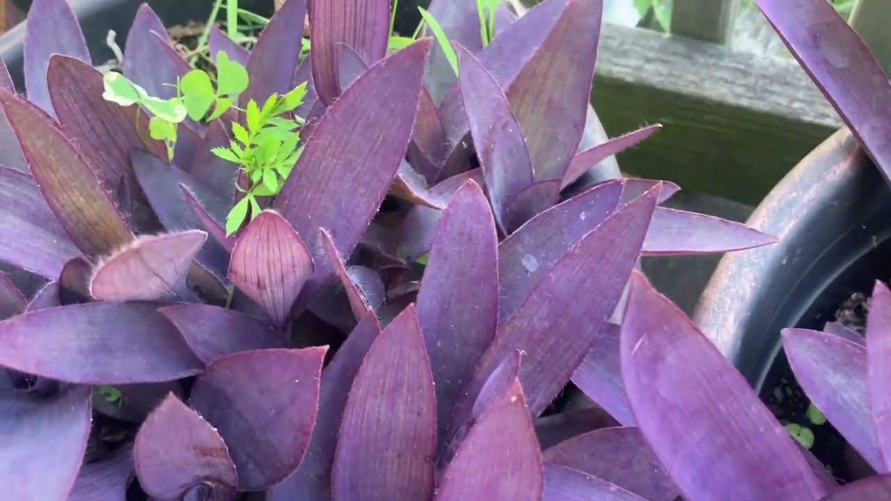 ASMR Subscriber Request - Let's look at my house plants together.  And my lily beetles 🥲