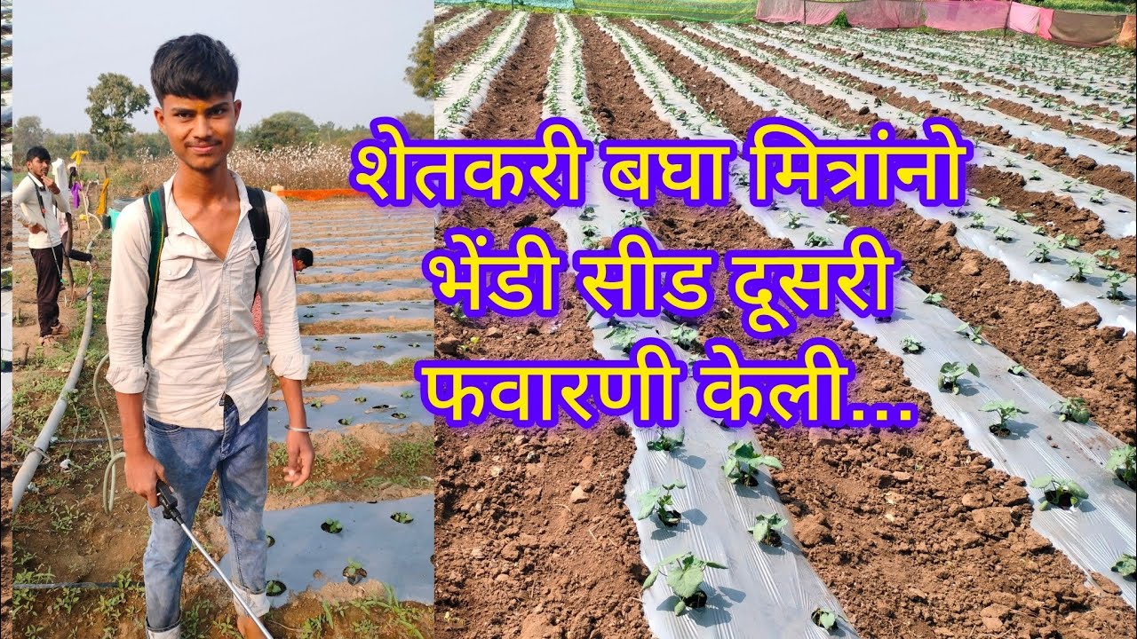 शेतकरी बघा मित्रांनो भेंडी सीड दूसरी फवारणी केली..#youtubeshorts #youtubevideo #viral #trending 