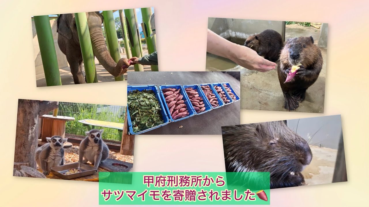 甲府刑務所から、サツマイモを寄贈されました！