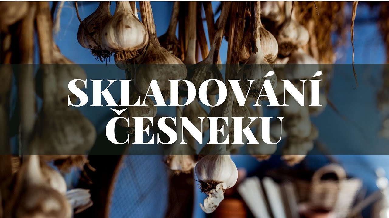 Skladování česneku