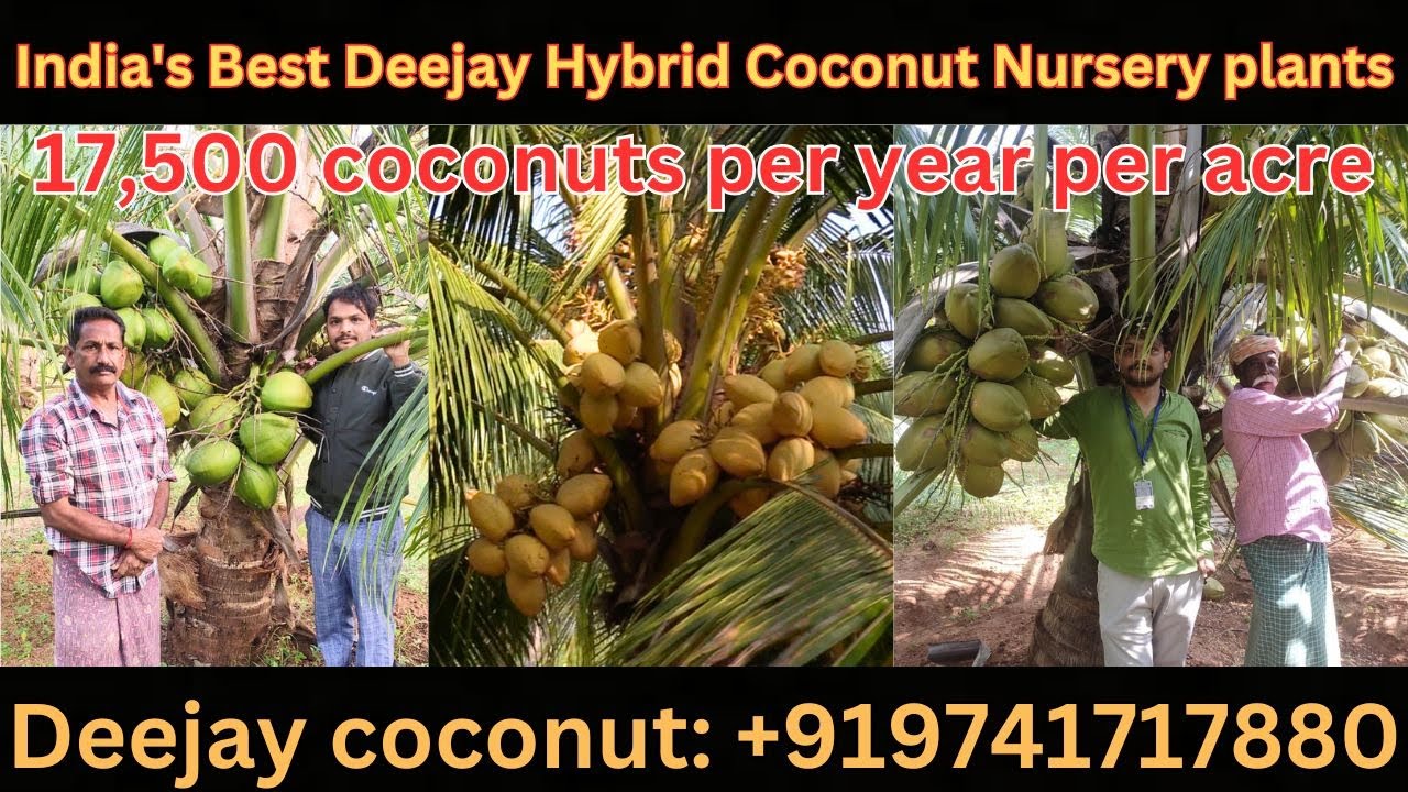Story About Deejay  Hybrid Coconut Mobile No =9741717880