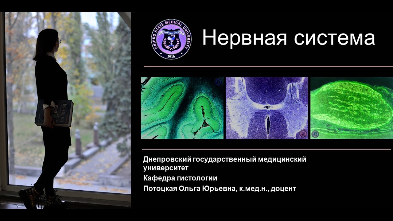15. Нервная система (лекция по гистологии)