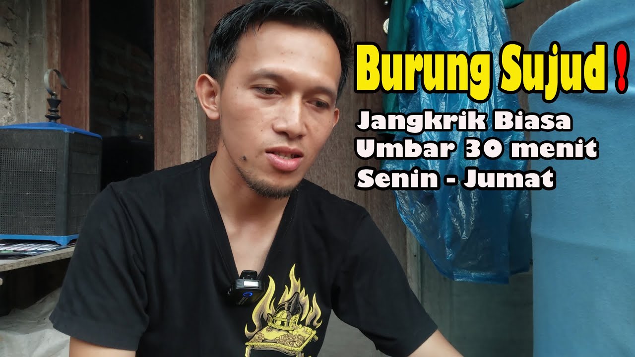 SET RENDAH MAIN POLIER 👉 TIDAK PAKE KROTO TIDAK PAKE UH