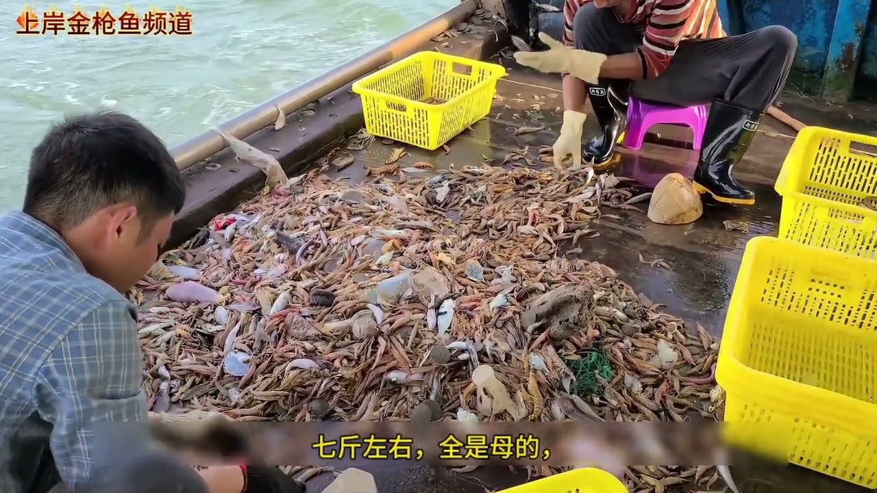 一艘330马力小型钢质拖网渔船，海上捕鱼的起网、分拣鱼货全过程。|螃蟹|虾|舌鳎| The fishing process of a 330-horsepower trawler.