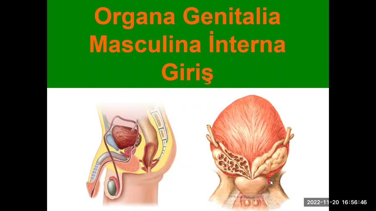 7.  Erkek İç Genital Organları: Giriş YAYDAR