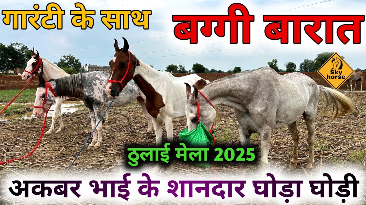 First see the horses then buy them, some great moments of Dhulai Mela | Dhulaimela2025