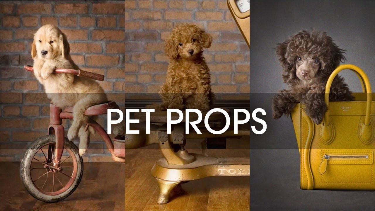 Choosing Pet Photography Props