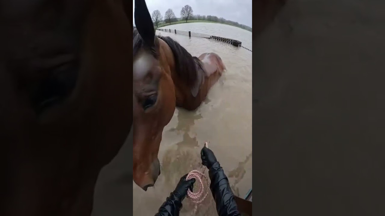 Horse Rescue in Rising Flood