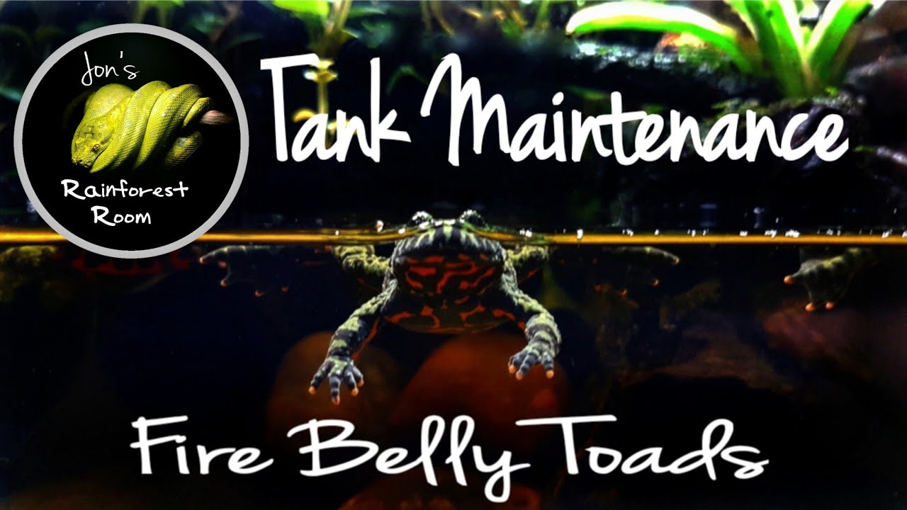 Fire Belly Toad Care & Maintenance