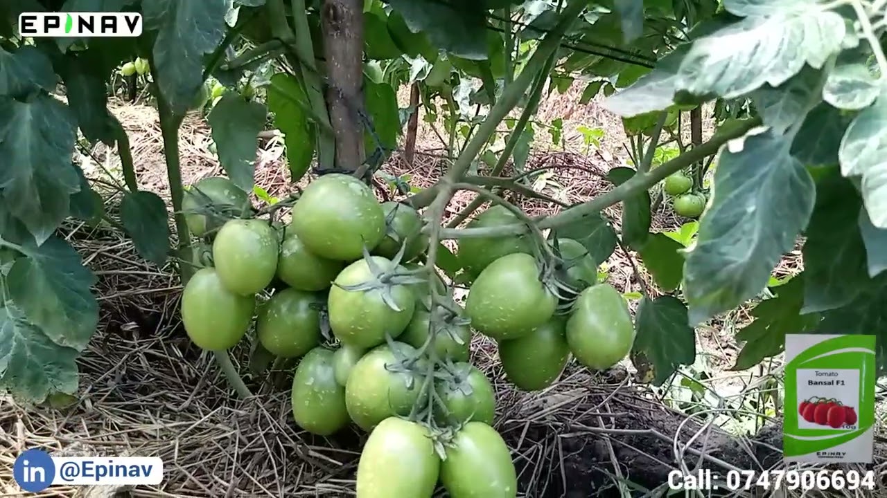 TAZAMA NYANYA BANSAL FI KIKONYO PACHA KIKIWA NA MATUNDA ZAIDI YA KUMI YOTE YAKIWA NA UBORA MZURI.
