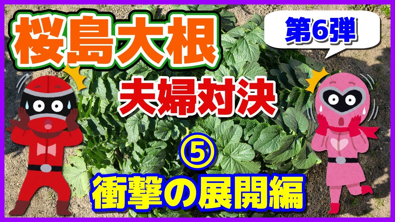 【桜島大根夫婦対決】2025-⑤ 衝撃の展開編／視聴者の方の桜島大根の写真も紹介／音声付きで見てね！