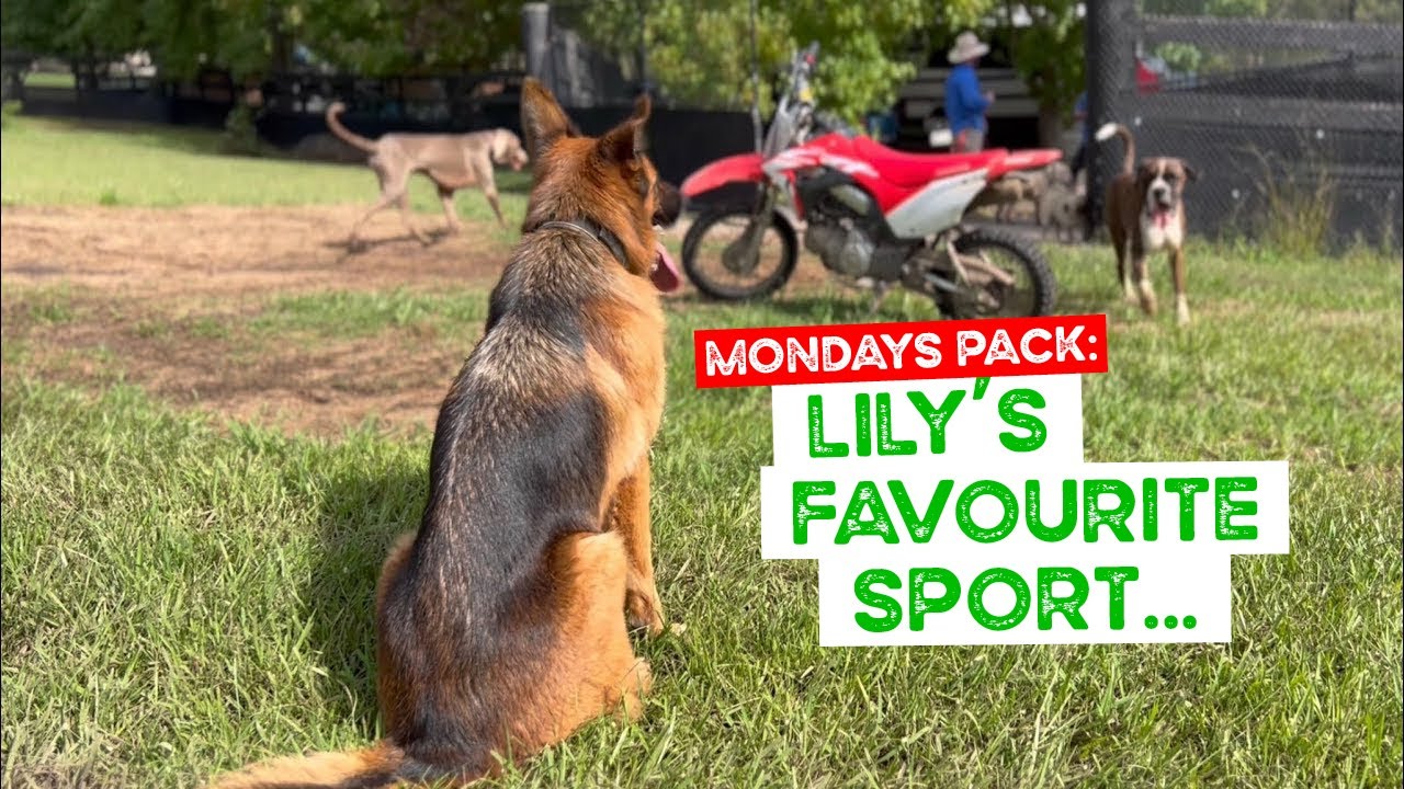 Lily the German Shepherd waits patiently for her favourite activity and Mowgli has his Chanel No. 2