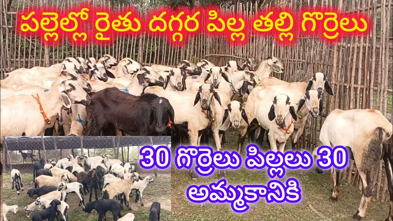 పల్లెల్లో రైతు దగ్గర పిల్ల తల్లి గొర్రెలు 30 పిల్లలు 30 అమ్మకానికి (వెంకీ 6305662856) 2-2-2026