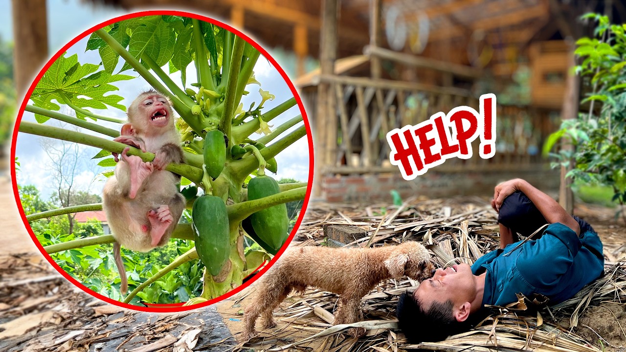 Dad roofs the swing for baby monkey Sushi, peaceful rural life