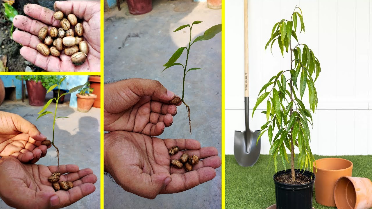 How To Grow Ashoka Tree at Zero Cost