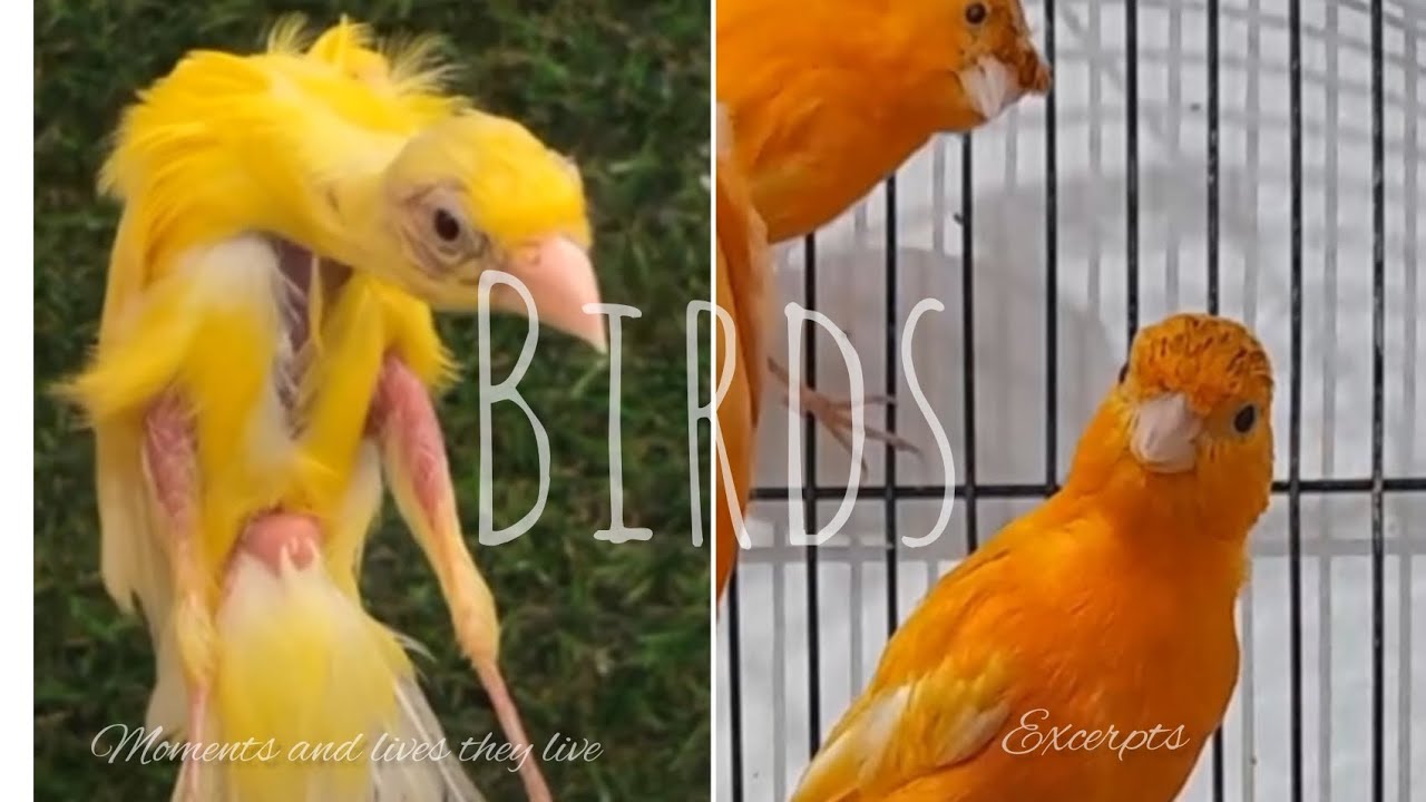 Canary's most beautiful moments🐦| Canary singing and short videos 🧡
