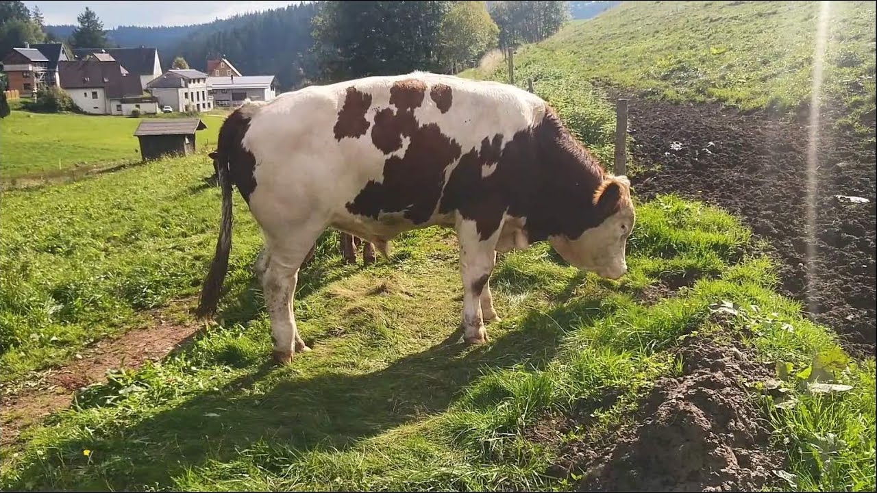 🥾Wegsuche-Wanderung: Furtwangen➝ Hexenlochmühle➝ Gütenbach