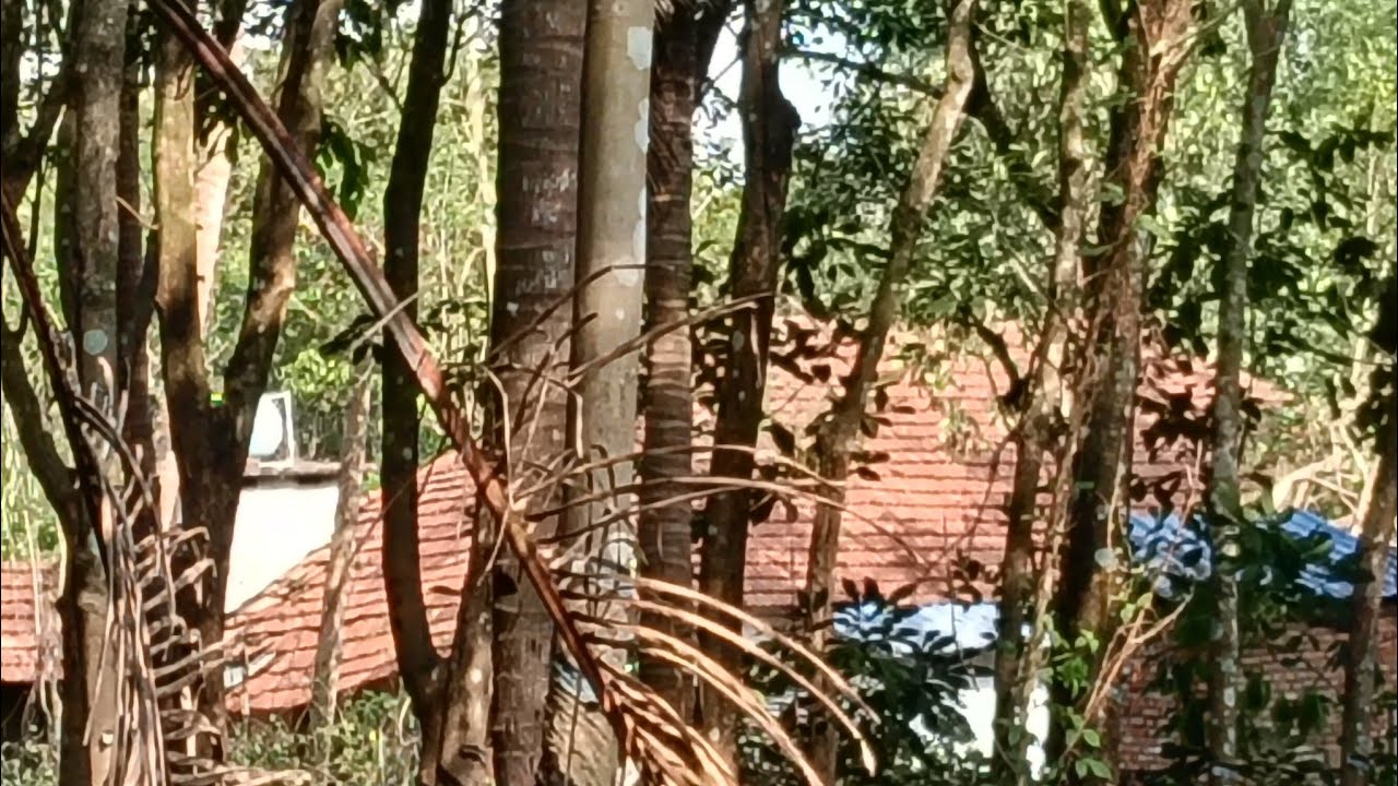 🐿️ അണ്ണാറക്കണ്ണന് തന്നാലായത്  is live!🌹