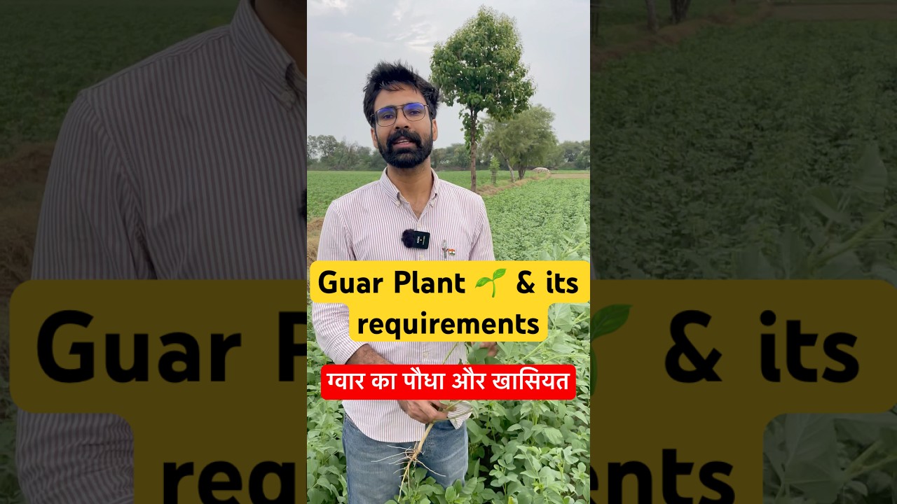 Cluster Bean (Guar) Farming: Benefits, Uses, Climate, Soil & Cultivation Practices #FieldVisit