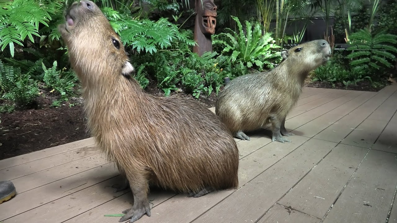 カピバラタイム (カワスイ 川崎水族館) 2020年9月16日