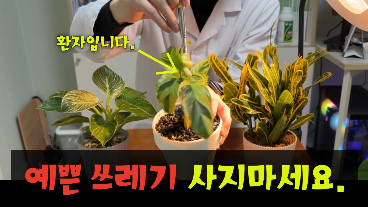 예쁜 쓰레기 사서 죽이지 말고 예쁘게 키우세요.(나무의사가 알려주는 무늬 식물의 진실)