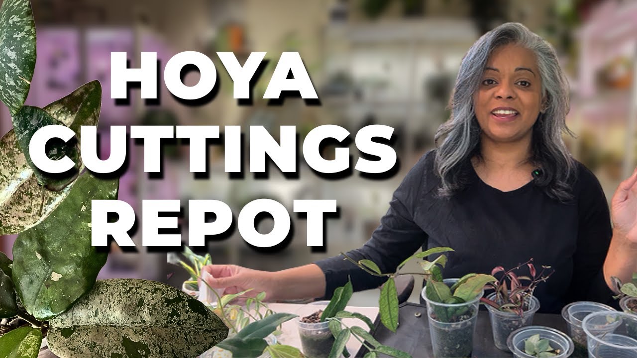 Some Hoya Cuttings Thrived, Some Didn’t 🌱 Talking Life, Burnout & New Beginnings