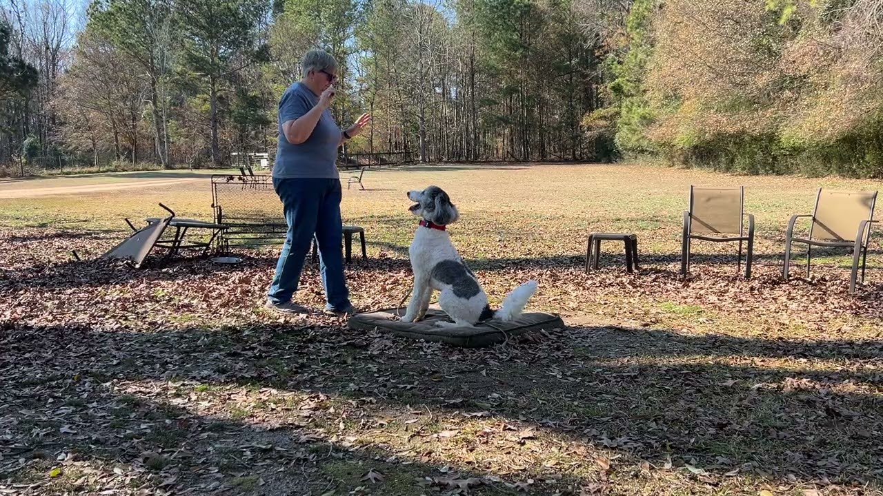Millie - leash work + place intro